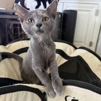 Rescue Dilute Tortoiseshell Cats for Adoption in New Smyrna Beach, Florida - Lucy | PetCurious