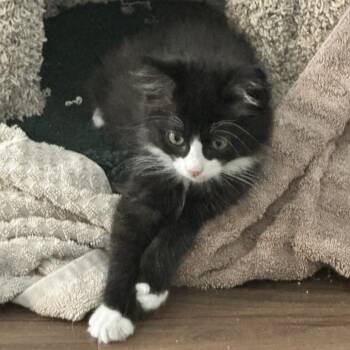 Panda -  Domestic Medium Hair Cat for Adoption in Santa Rosa, California - Panda | PetCurious
