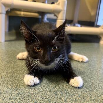 Steven -  Domestic Short Hair Cat for Adoption - Steven | PetCurious