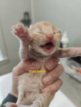 Macaroni (Black) -  Domestic Short Hair Cat for Adoption in Lafayette, Indiana - Macaroni (Black) | PetCurious