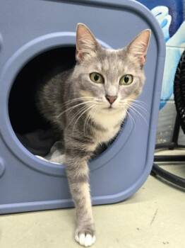 Veronica -  Domestic Short Hair Cat for Adoption in Savannah, Georgia - Veronica | PetCurious