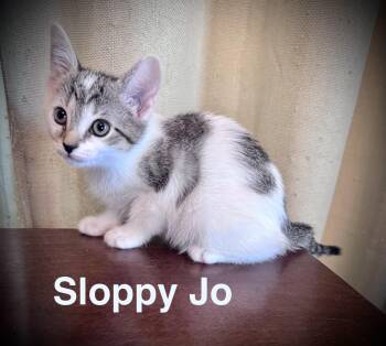 Sloppy Jo -  Domestic Short Hair Cat for Adoption in Avoca, Pennsylvania - Sloppy Jo | PetCurious