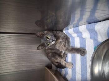 Rosie -  Domestic Short Hair Cat for Adoption in Lake Havasu City, Arizona - Rosie | PetCurious