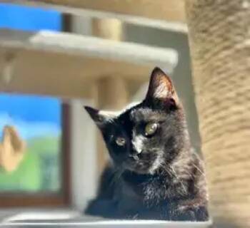 Domestic Short Hair Cats Available for Adoption - Denver | PetCurious
