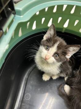 Blake -  Domestic Short Hair Cat for Adoption in Chattanooga, Tennessee - Blake | PetCurious