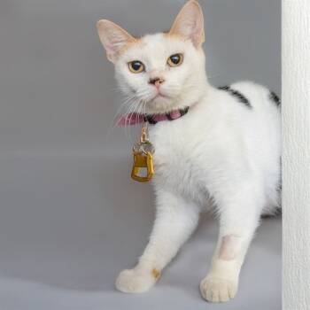 Rescue Domestic Short Hair Cats for Adoption in St. Louis, Missouri - KITA | PetCurious