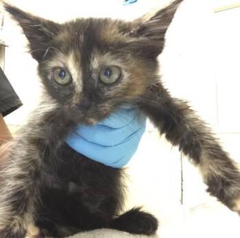 Domestic Short Hair Cats Available for Adoption - SPICE | PetCurious