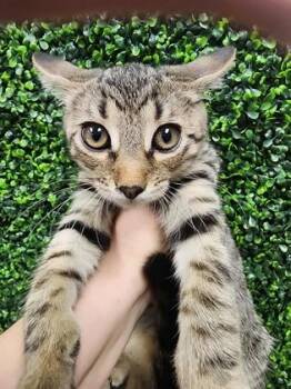Jabba $50 @ Petco -  Domestic Short Hair Cat for Adoption in Seneca, South Carolina - Jabba $50 @ Petco | PetCurious