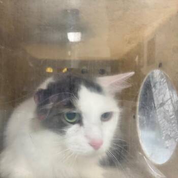 Chips -  Domestic Short Hair Cat for Adoption in Philadelphia, Pennsylvania - Chips | PetCurious