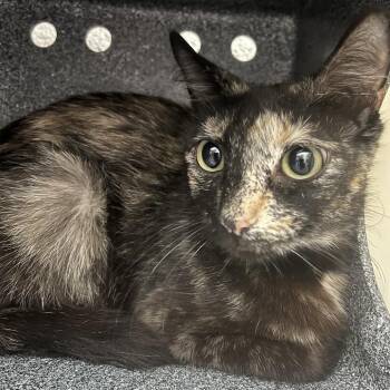 Domestic Short Hair Cats Available for Adoption in Edinburg, Texas - Jemma | PetCurious