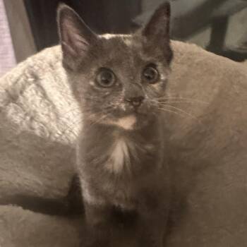 Ember -  Domestic Short Hair Cat for Adoption in Ben Avon, Pennsylvania - Ember | PetCurious