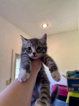 2026-47 Jeremiah -  Domestic Short Hair Cat for Adoption in Windsor, Connecticut - 2026-47 Jeremiah | PetCurious