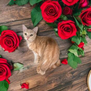 Domestic Short Hair Cats Available for Adoption in Newark, New Jersey - Minha | PetCurious