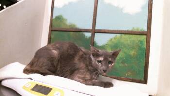 ANCHOVY -  Domestic Short Hair Cat for Adoption in Houston, Texas - ANCHOVY | PetCurious