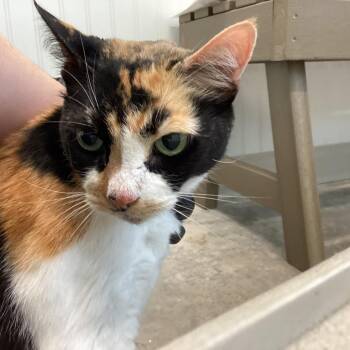 Domestic Short Hair Cats Available for Adoption - Hannah | PetCurious