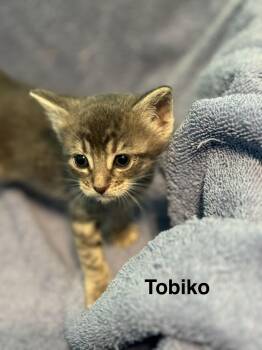 Tobiko -  Domestic Short Hair Cat for Adoption in Houston, Texas - Tobiko | PetCurious