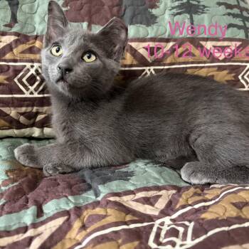 Wendy -  Domestic Short Hair Cat for Adoption - Wendy | PetCurious