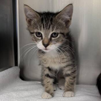 Figaro -  Domestic Short Hair Cat for Adoption in Nashville, Tennessee - Figaro | PetCurious