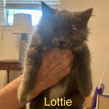 Domestic Short Hair Cats Available for Adoption in League City, Texas - Lottie | PetCurious