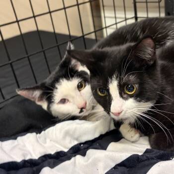 American Shorthair Cats Available for Adoption - Cravat | PetCurious