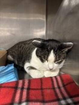 Domestic Short Hair Cats Available for Adoption - Donnie | PetCurious