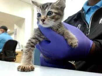 ROBERT -  Domestic Short Hair Cat for Adoption in Doral, Florida - ROBERT | PetCurious