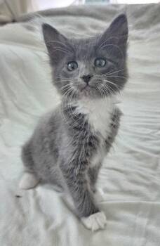26-19 Dorothy -  Domestic Long Hair Cat for Adoption in St. Helens, Oregon - 26-19 Dorothy | PetCurious