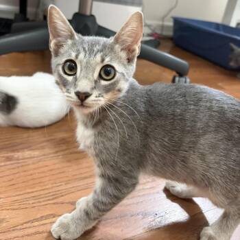 Dan Flashes -  Domestic Short Hair Cat for Adoption in Los Angeles, California - Dan Flashes | PetCurious
