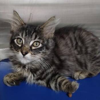 A053491 -  Domestic Medium Hair Cat for Adoption in Alameda, California - A053491 | PetCurious