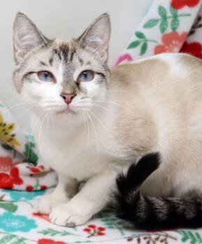 Capri -  Siamese Cat for Adoption in Tierra Verde, Florida - Capri | PetCurious