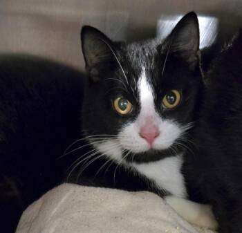 Rescue Domestic Short Hair Cats for Adoption in Cincinnati, Ohio - Mateo | PetCurious