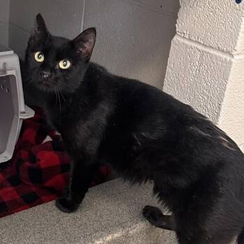 Domestic Short Hair Cats Available for Adoption - Sharkbite | PetCurious