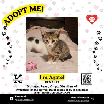 Domestic Short Hair Cats Available for Adoption in OSBORNVILLE, New Jersey - Agate | PetCurious