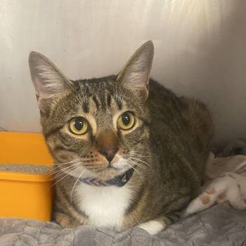 Domestic Short Hair Cats Available for Adoption - Roy | PetCurious