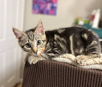 Sushi -  Tabby Cat for Adoption in New Albany, Ohio - Sushi | PetCurious