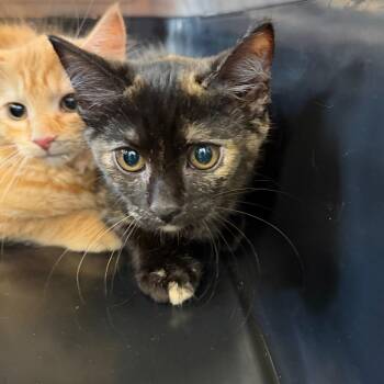 Apple -  Domestic Short Hair Cat for Adoption in Parkersburg, West Virginia - Apple | PetCurious