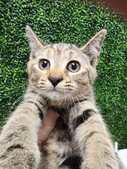 Pebbles $50 -  Domestic Short Hair Cat for Adoption in Seneca, South Carolina - Pebbles $50 | PetCurious