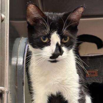 Tarot - Sweet Lady -  Domestic Short Hair Cat for Adoption in Flagstaff, Arizona - Tarot - Sweet Lady | PetCurious