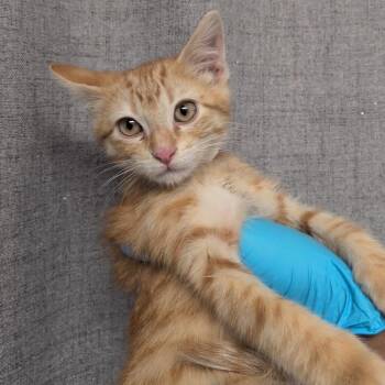 Domestic Short Hair Cats Available for Adoption in Hattiesburg, Mississippi - Jimin | PetCurious