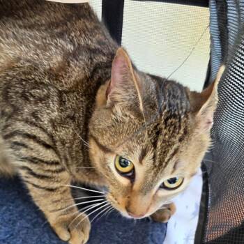 Kokonut FKA Jason -  Domestic Short Hair and Mixed Breed Cat for Adoption in Leander, Texas - Kokonut FKA Jason | PetCurious