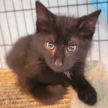 Ebony Oak -  Domestic Short Hair Cat for Adoption in Rochester, Minnesota - Ebony Oak | PetCurious