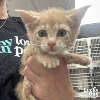Domestic Short Hair Cats Available for Adoption in Washington, District Of Columbia - My Fluttershy | PetCurious