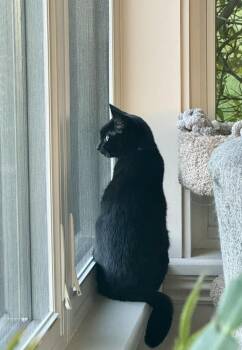 Domestic Short Hair Cats Available for Adoption in West Mifflin, Pennsylvania - Velvet | PetCurious