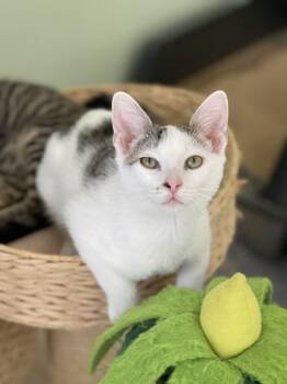 Charmaine -  Domestic Short Hair Cat for Adoption in Richmond, Virginia - Charmaine | PetCurious