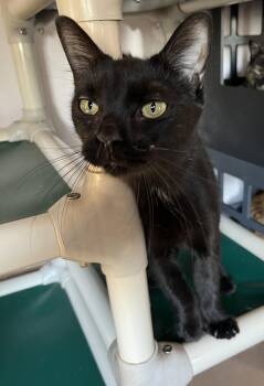 Domestic Short Hair Cats Available for Adoption in Sainte-angèle-de-monnoir, Quebec - LÉA (CR/SC) | PetCurious