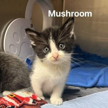 Domestic Short Hair Cats Available for Adoption in Jacksboro, Tennessee - Mushroom | PetCurious