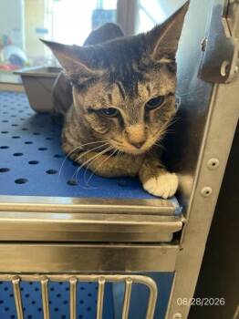 Jack -  Domestic Short Hair Cat for Adoption in North Richland Hills, Texas - Jack | PetCurious