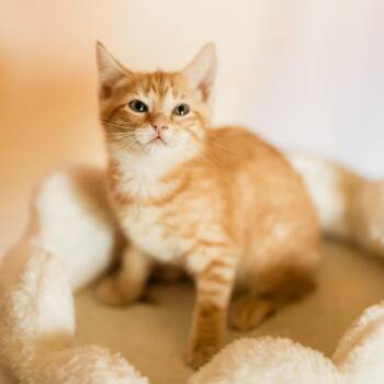 Dylan -  Domestic Short Hair Cat for Adoption in Franklin, Tennessee - Dylan | PetCurious