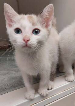 Rescue Domestic Short Hair Cats for Adoption in Atlanta, Georgia - Blue Fish (Sapphire) | PetCurious