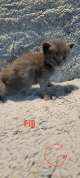 Fili -  Domestic Medium Hair Cat for Adoption in Deltona, Florida - Fili | PetCurious